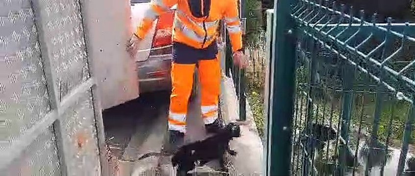 Dans le Calvados, des chèvres et des moutons pour tondre les pelouses