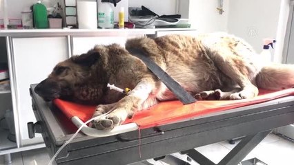 Otomobilin çarptığı yaralı köpek sedyeyle kliniğe götürüldü