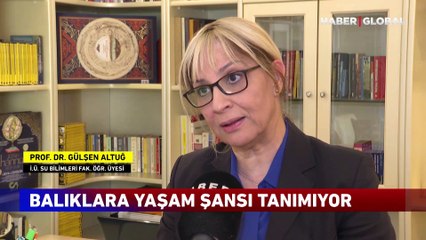 Deniz salyası balıkçıların kabusu oldu