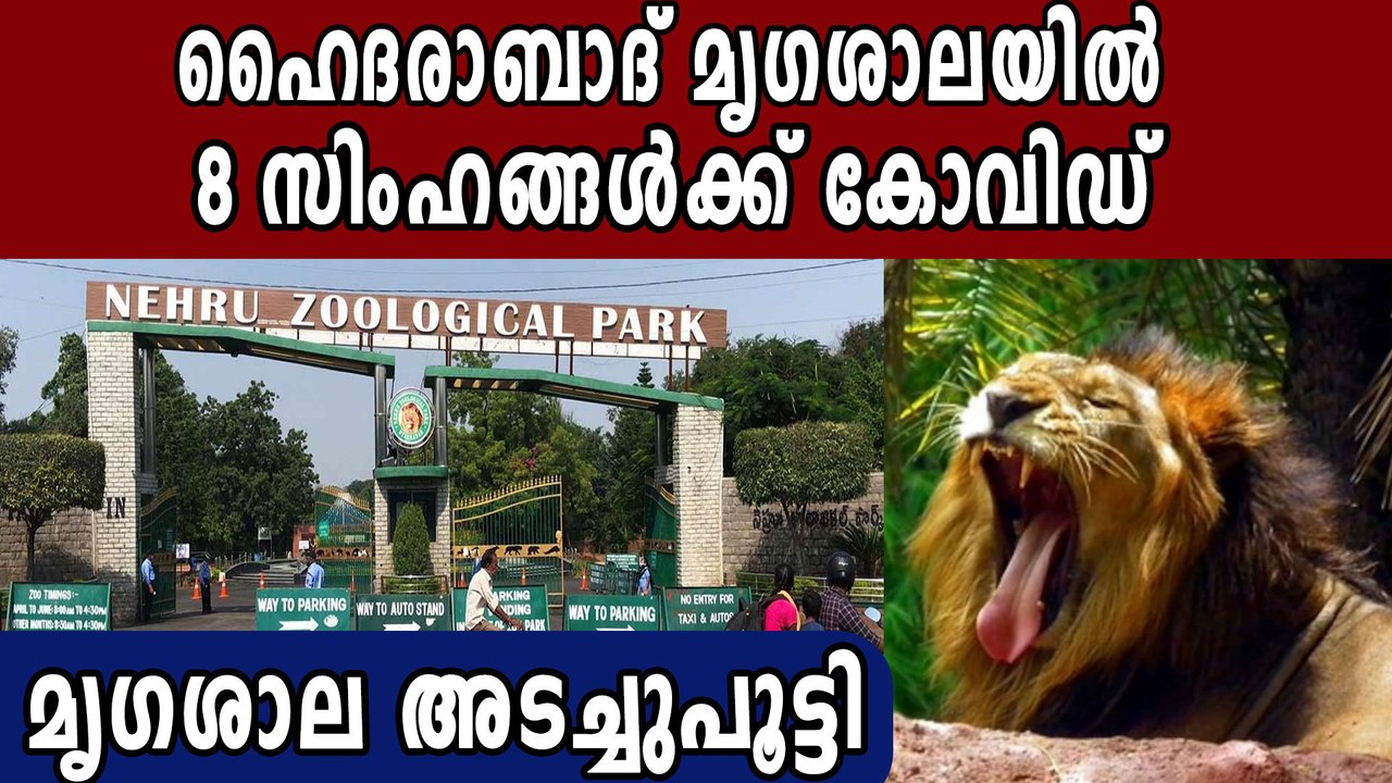 8 Lions Show COVID-19 Symptoms At Nehru Zoological Park | Oneindia Malayalam