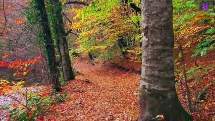 15 Minute Nice Relaxation Music for Stress-Relief | Positive Energy | Slow | Instrumental | Anti-Depression | Soothing | Sleep