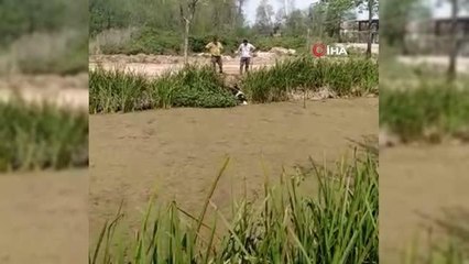 Büyükbaş hayvan bir haftada ikinci kez kanala düştü