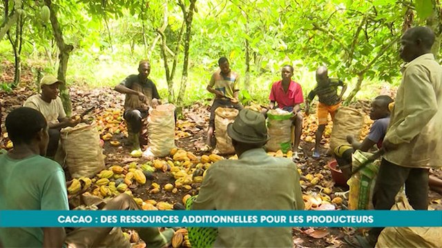 Eco Plus : La cabosse de cacao, une ressource additionnelle pour les planteurs ivoiriens