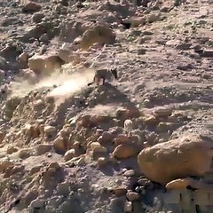 Kurt yavru keçiyi böyle avladı