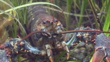 A 1-in-30 Million Calico Lobster Was Discovered at a Red Lobster in Virginia