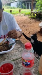Stray Cat Politely Asks for Food