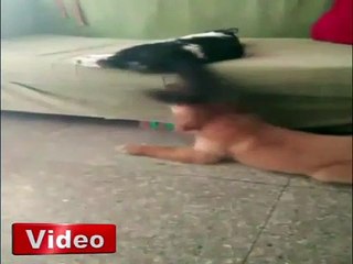 Boksör kedi köpeği pişman etti