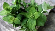6 Ways to Use All the Mint Growing in Your Garden