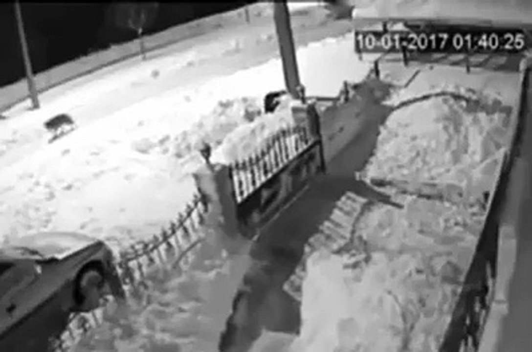 Kurt sokaktaki köpeği kaptığı gibi götürdü