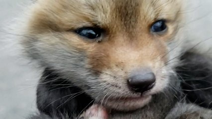 Baby Foxes Meet And Immediately Become Obsessed With Each Other