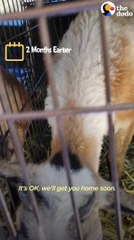 Sheep Knows His Dog Best Friend's Name