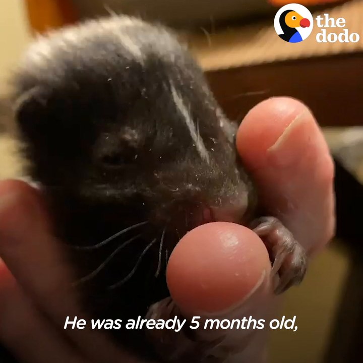 Baby Skunk Does The Cutest Stomps