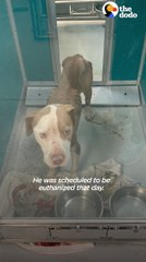 Terrified Pittie Transforms Into The Biggest Cuddlebug