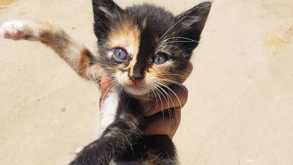 Tiny Kitten Runs Out Of Bushes To Her New Mom