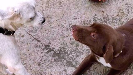 Rescued Stray Dog Gets The Perfect Sister
