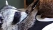 Baby Rescue Raccoon Climbs All Over Her New Siblings