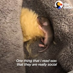 Woman Finds Tiniest Pink Mouse In A Parking Lot