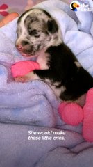 Tiniest Puppy Grows Up To Be HUGE