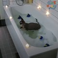 Cat Loves Water So Much, His Dad Gives Him Bubble Baths