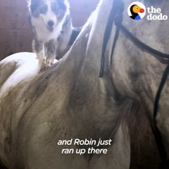 Dog Can't Stop Smiling When He's Riding His Favorite Horse
