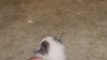 Tiniest Kitten Grows Up Pouncing On Her 115-Pound Dog Brother Tiniest Kitten Grows Up Pouncing On Her 115-Pound Dog Brother
