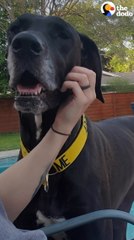 Woman With A House Full Of Dogs Fosters Two Adorable Great Danes