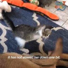 Tiny T-Rex Kitten Grows Up Racing Around The House