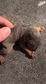 Guy Rescues Baby Squirrel And Reunites Him With Mom