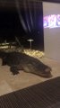 Massive Gator Spotted Outside Sarasota Home