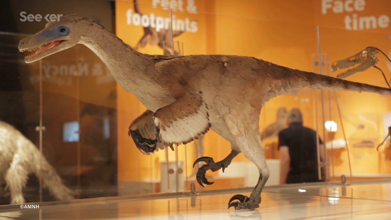 Everything We Know About Dinosaur Evolution Just Changed, Here’s Why