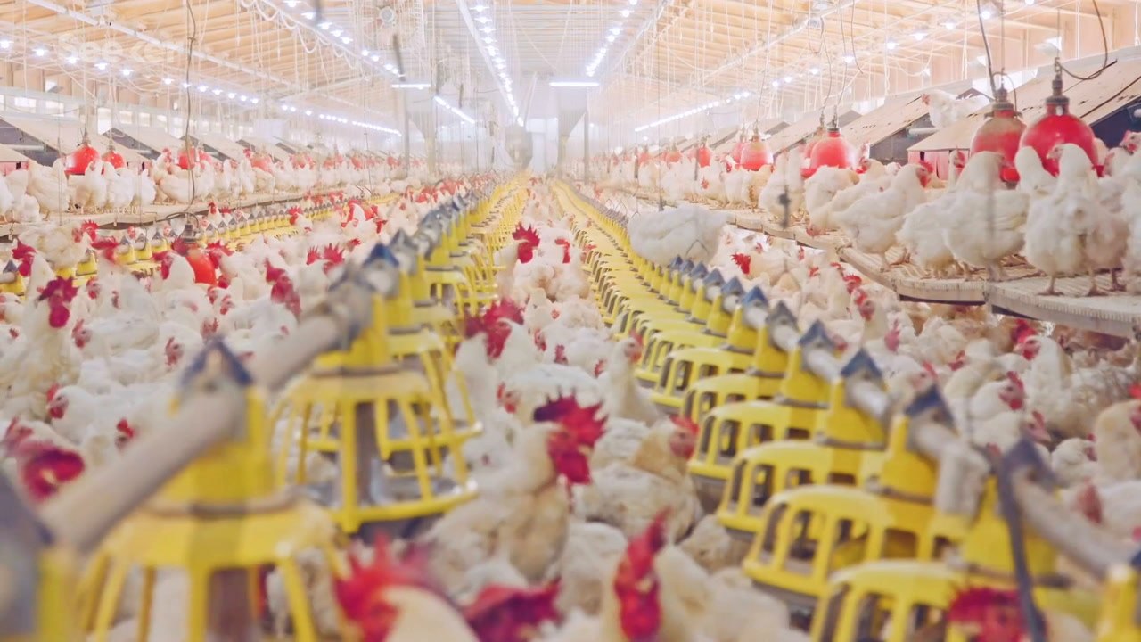 Scientists Are Working to Make Lab-Grown Meat Feel and Taste Like Animal Meat