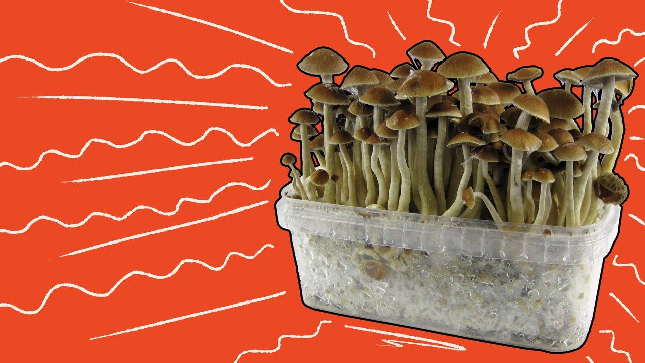 The History of Magic Mushrooms