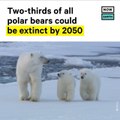 Two-Thirds of All Polar Bears Could be Extinct by 2050