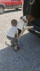 Boy Boosts Basset Hound into Truck