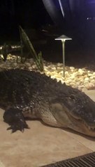 Massive Gator Spotted Outside Sarasota Home