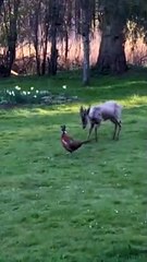 Roe Buck Chases Pheasant around Back Yard