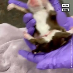 Skipper the 'Miracle' Puppy Was Born with 6 Legs