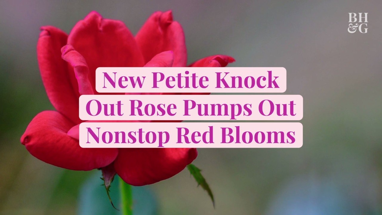 New Petite Knock Out Rose Pumps Out Nonstop Red Blooms on Compact, Easy-Care Plants