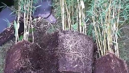 How To Make A Bamboo Flute