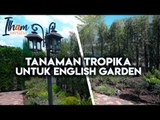 Pilih Tanaman Tropika Untuk English Secret Garden | Ilham Impiana EP3