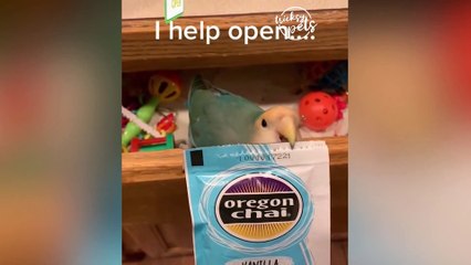 Funny Cat Reaction - Funniest Animals Compilation