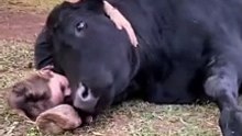 A este toro le gusta que lo abracen