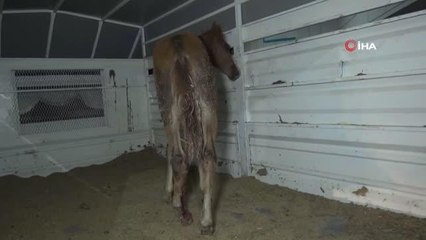 Önce tedavi etti, sonra sarıldı: Yaralı tay ile belediye görevlisinin o anları yürekleri ısıttı