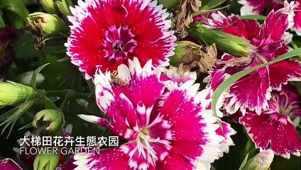 【Taiwan Trip】台湾宝岛之旅 - 说走就走的背包自由行！ 第二集 Day 7~8