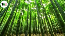 Grow / Propagate Bamboo From Cuttings
