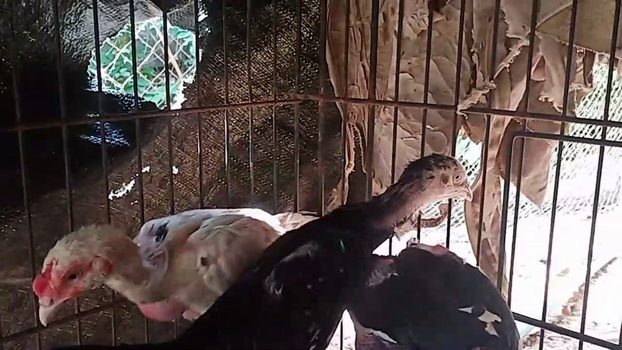 video_25640505_090113