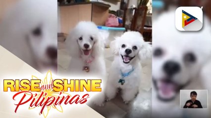 Kwentuhan kasama ang cute poodles na sina Siopao, Cotton, at Candy