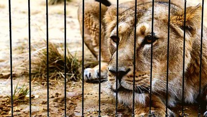 Coronavirus in Animals: Hyderabad के चिड़ियाघर के 8 Lion हुए Covid Positive | Boldsky