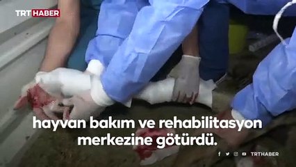 Yaralı tayı önce tedavi ettirdi, sonra sarıldı