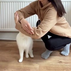 Cat Jumps Through An Arm Hoop | Cat Tricks